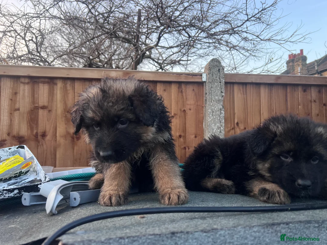 German Shepherd dogs for sale: German Shepherd puppies  - Advert 7