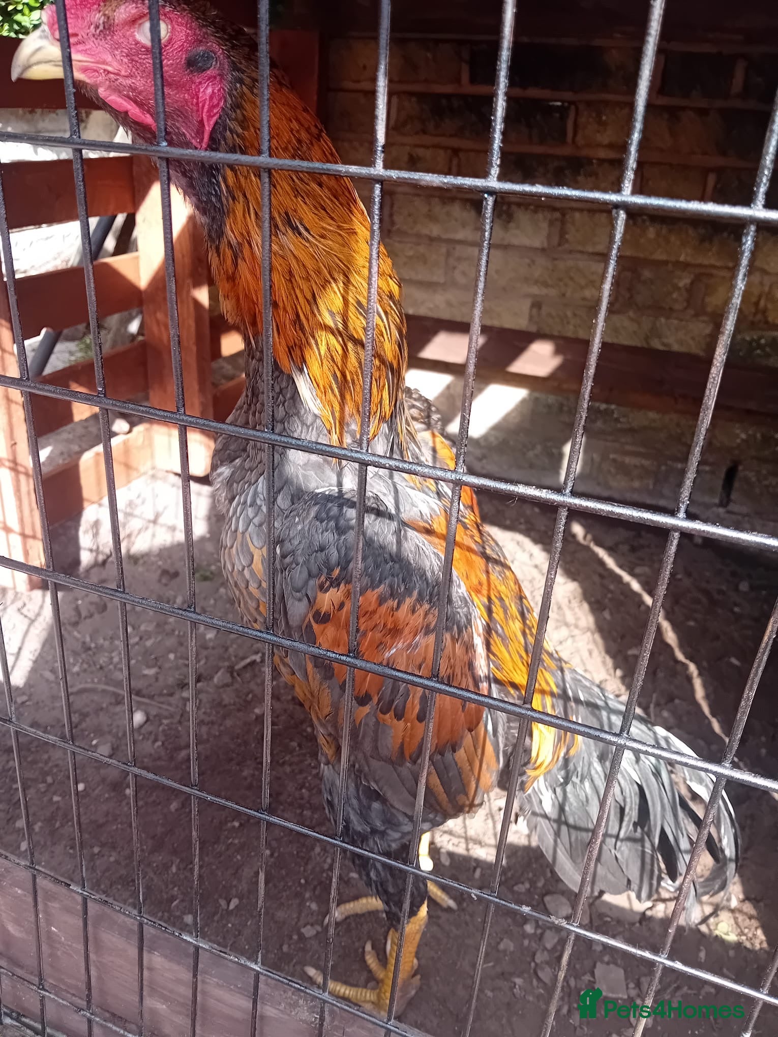 Chickens poultry Male for sale - Advert 1