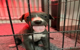 Whippet dogs for sale: KC Registered Whippet Puppies - Image 3
