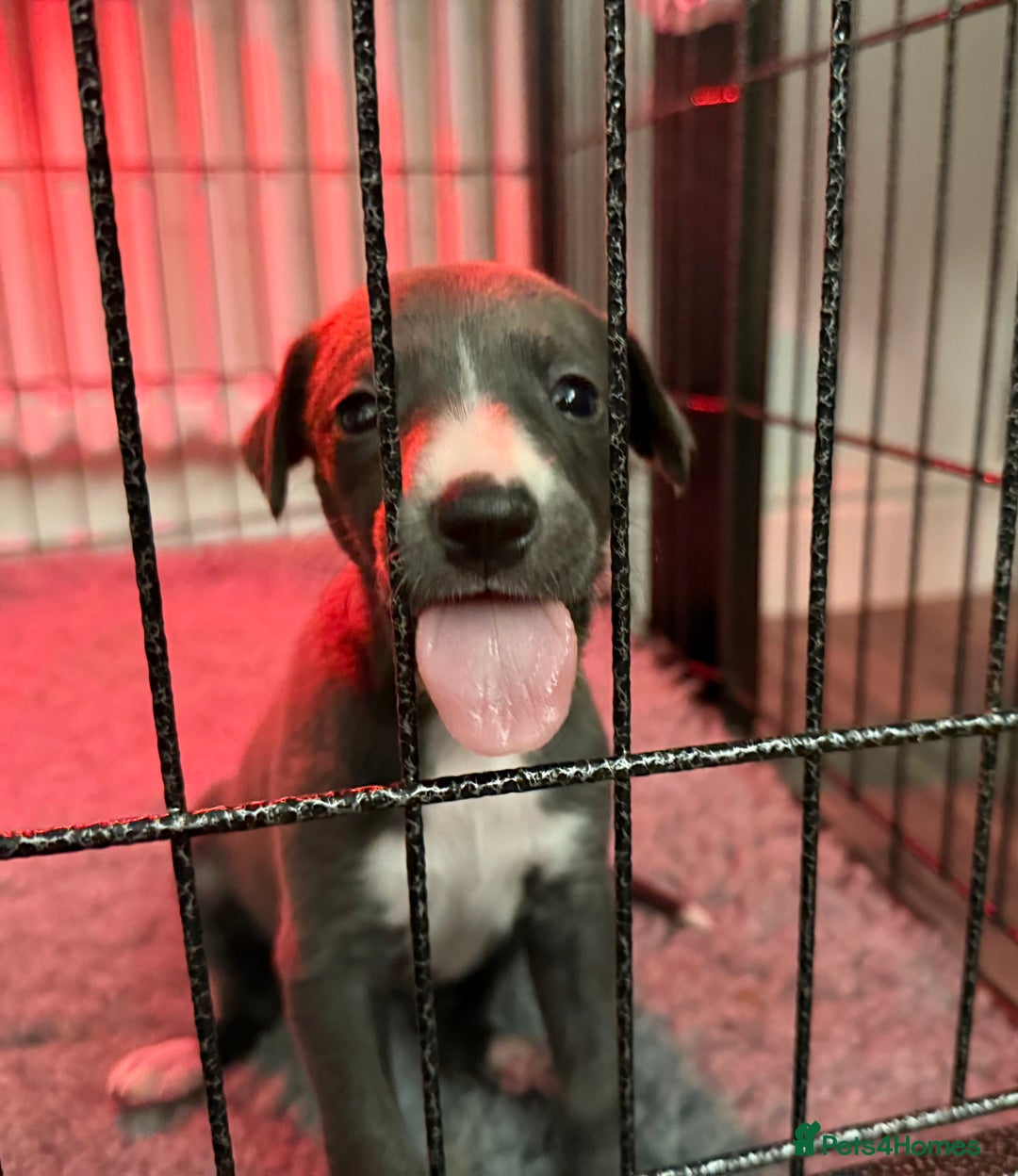 Whippet dogs for sale: KC Registered Whippet Puppies - Image 3