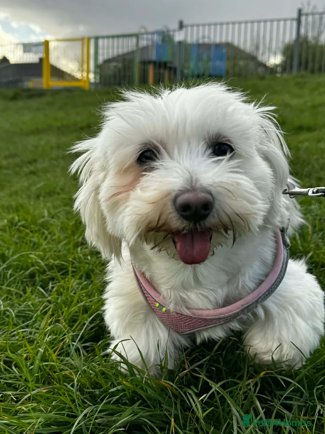 Maltese dogs for stud: Girls in Keighley - Advert 2