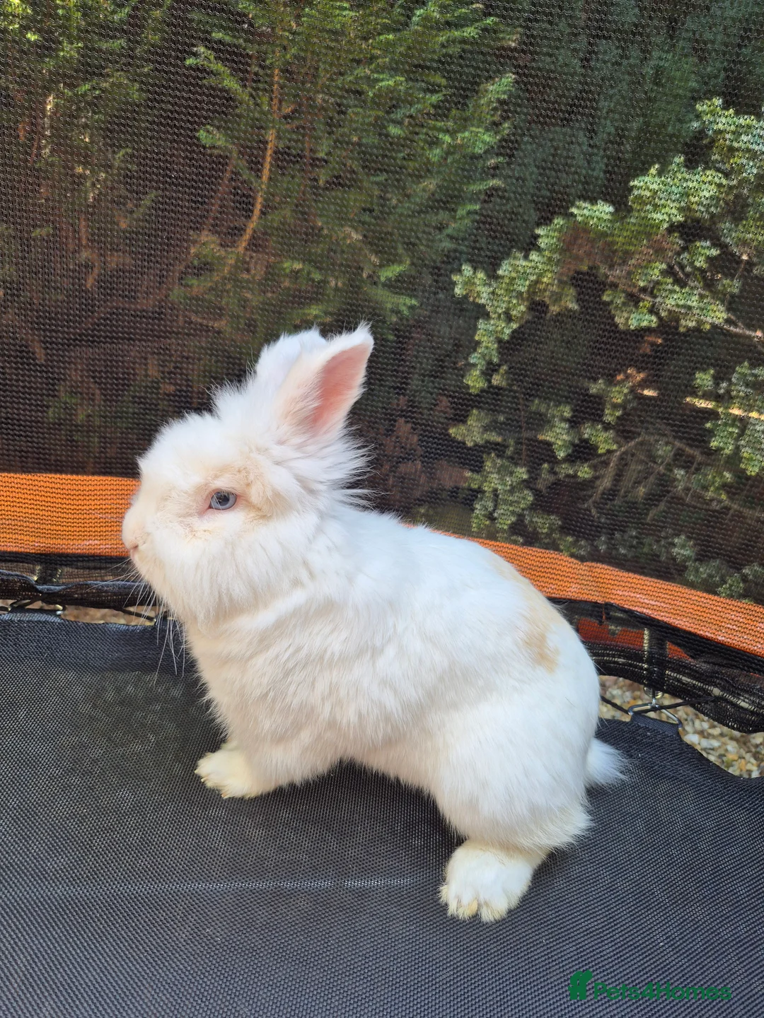 Lionhead rabbits for sale: Lionhead bunny  - Advert 1