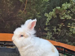 Lionhead rabbits Lionhead bunny - Advert 21