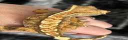 Gecko reptiles for sale: Extreme harlequin pinner - Advert 13