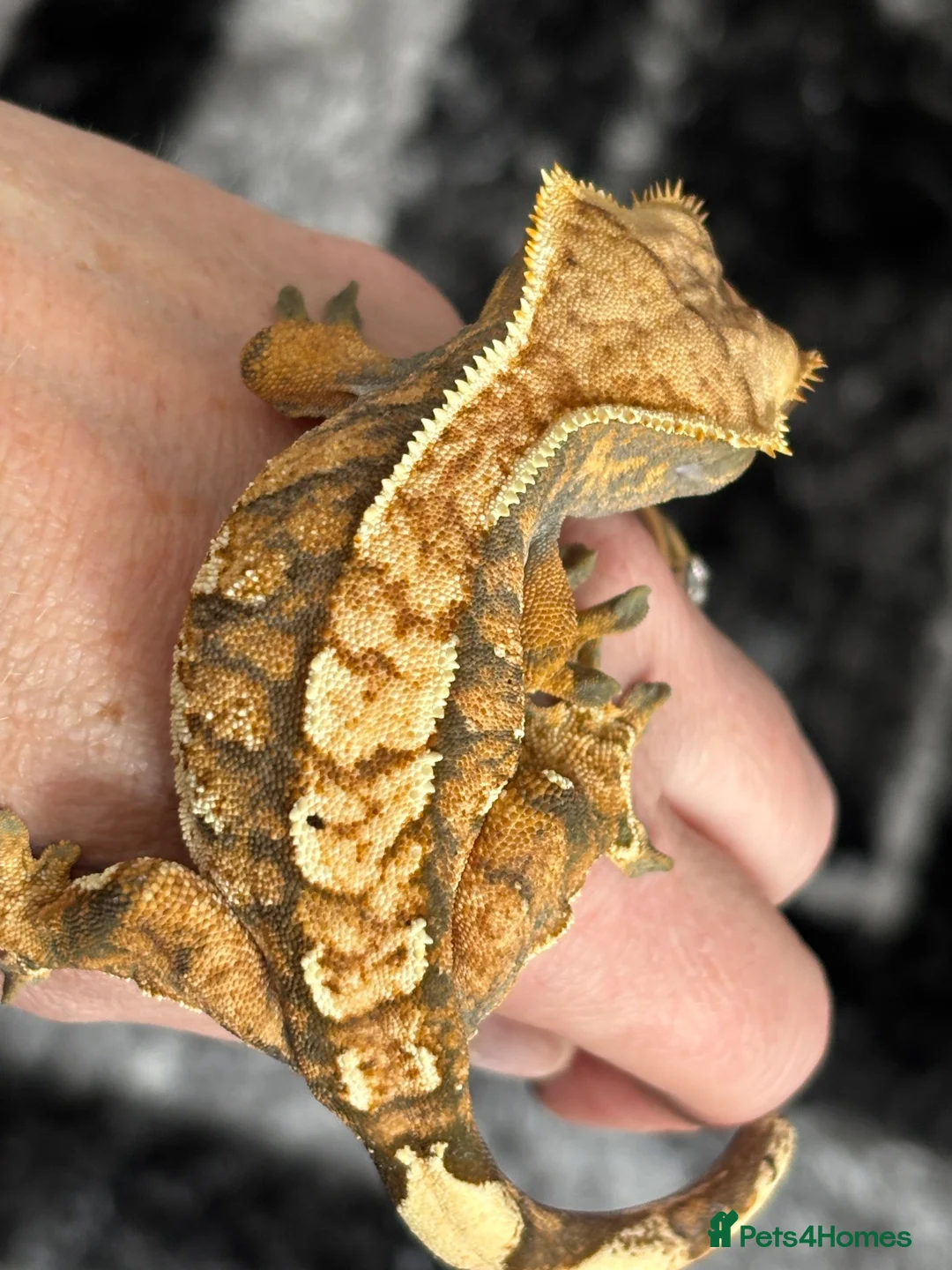 Gecko reptiles for sale: Extreme harlequin pinner - Advert 13