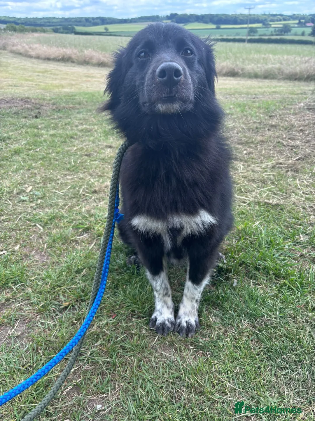 Mixed Breed dogs for adoption: Raven - Advert 6