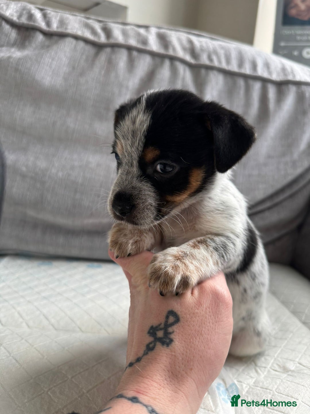 Mixed Breed dogs for sale: cavalier king charles X jack russell puppies  - Advert 8