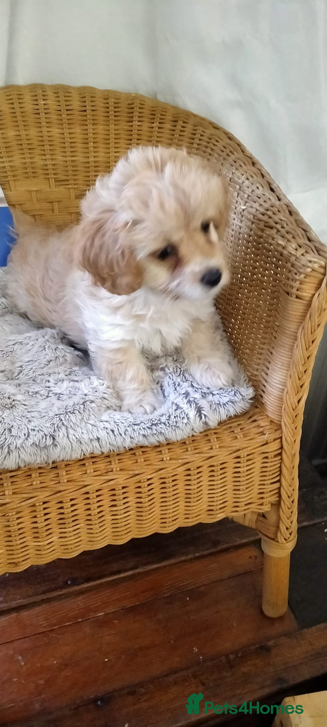 Cavachon dogs for sale:  🐾 Cavapoochon Puppies! 🐾 - Image 6