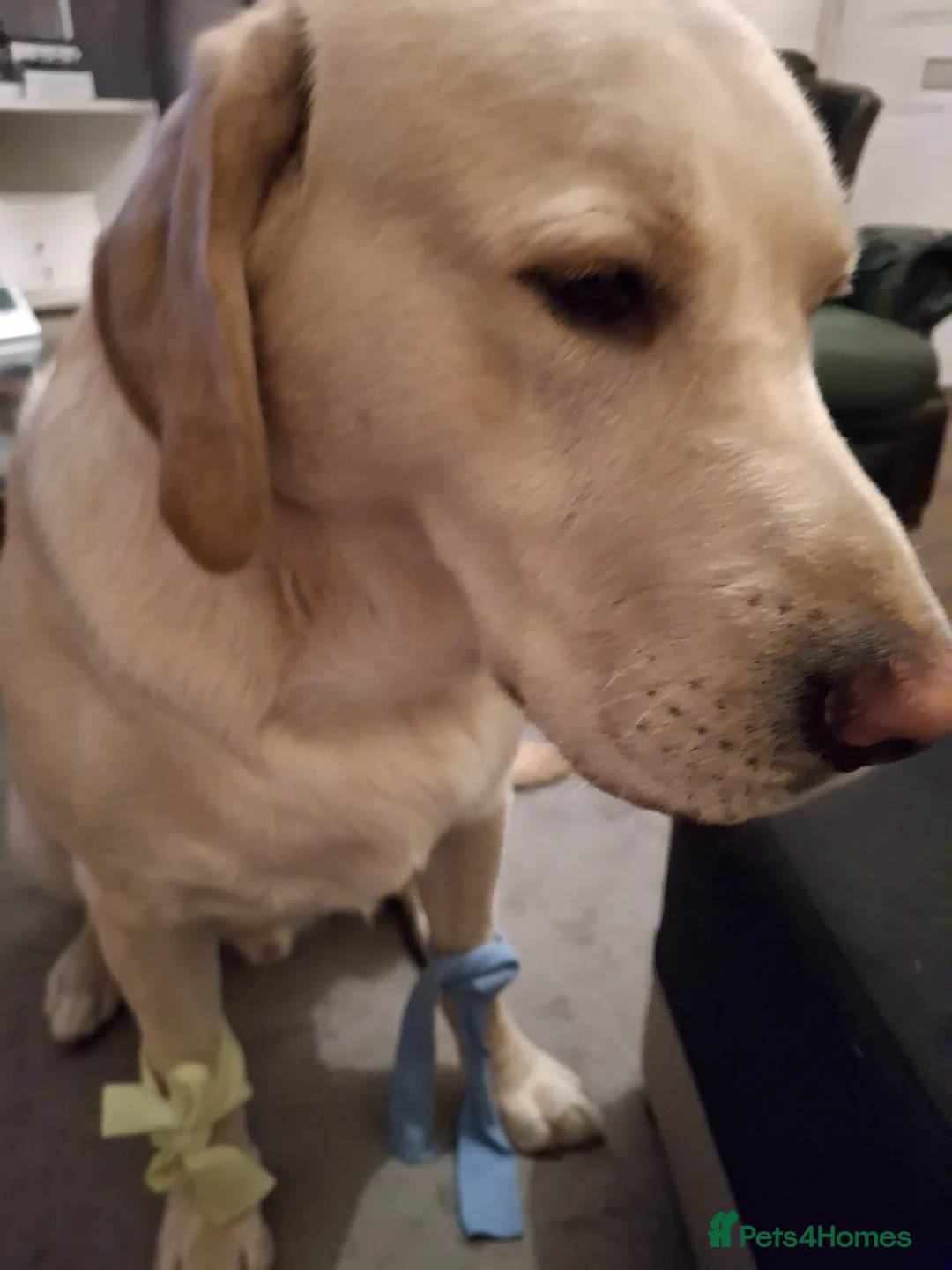 Labrador Retriever dogs for stud: Labrador Leo  - Advert 2