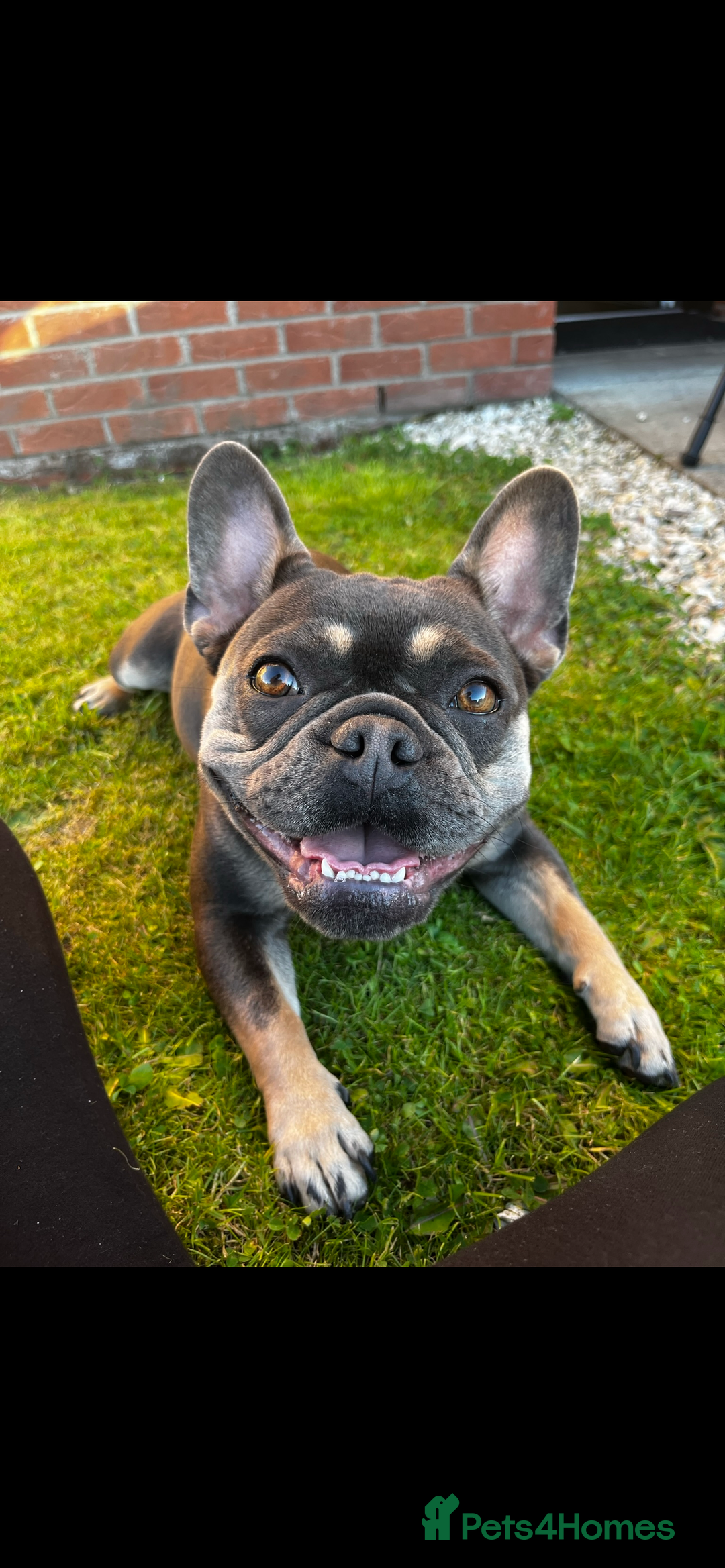 French Bulldog dogs for sale: French bulldog puppies  - Advert 3