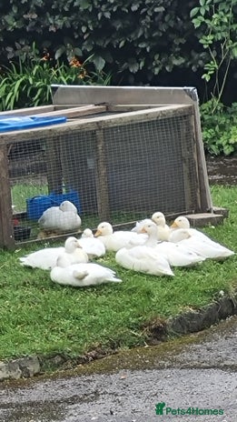 Ducks poultry - Advert 9