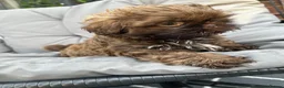 Shih Tzu dogs for sale: Chocolate imperial KC Karashishi/Sweet Tooth boy - Advert 11
