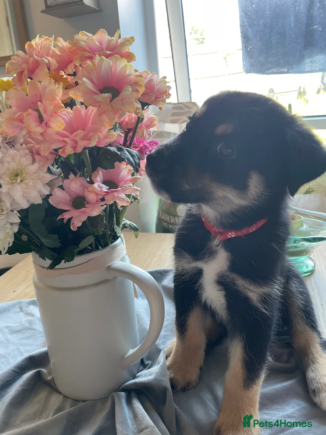 Mixed Breed dogs for sale: Remaining Male Puppy needs rehoming!  - Advert 4