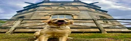 Golden Retriever dogs for sale: Perfect Golden Retriever Litter - Advert 14