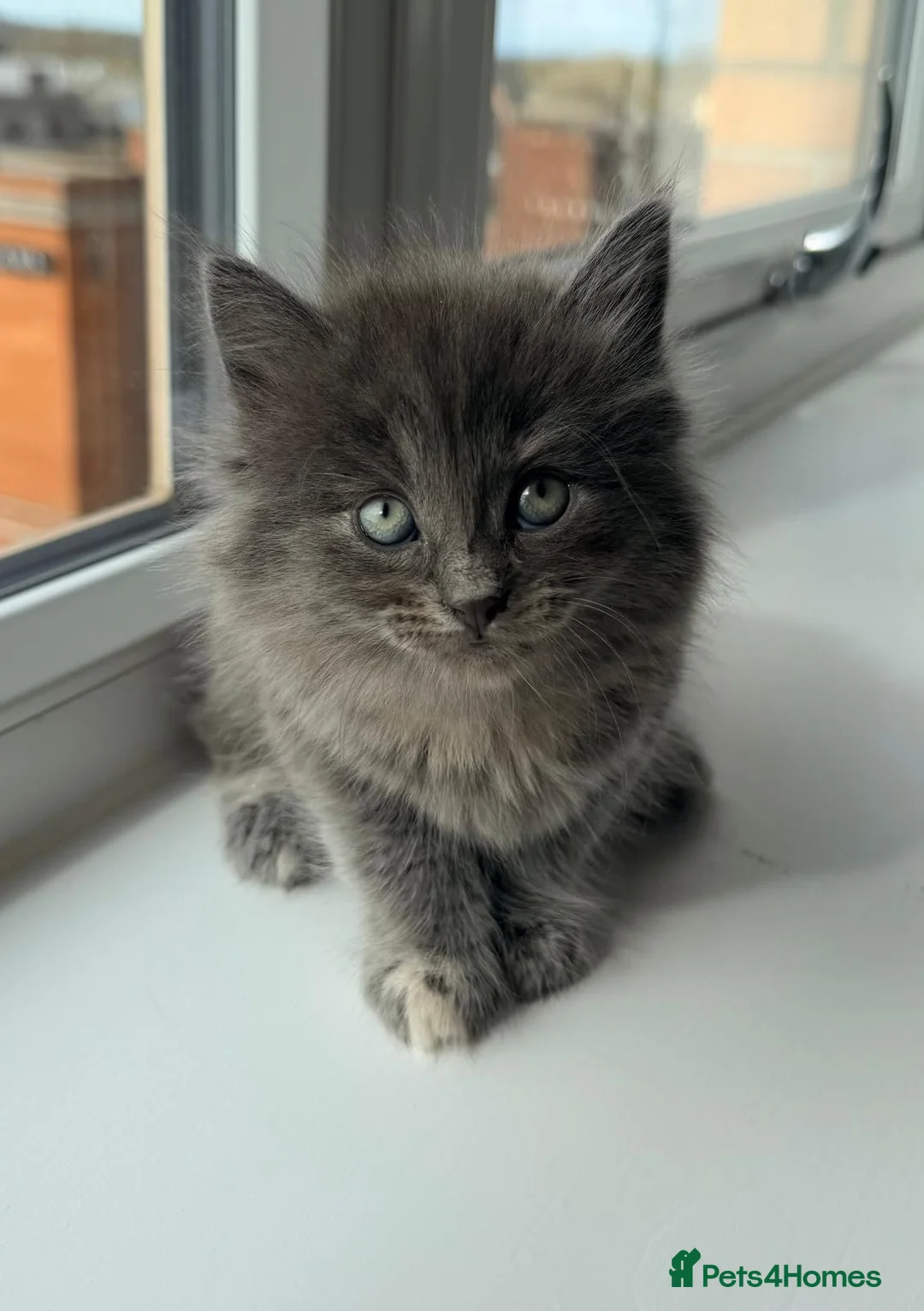 British Shorthair cats for sale: British Short Hair X British Long hair  - Advert 1