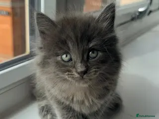 British Shorthair cats British Short Hair X British Long hair - Advert 9