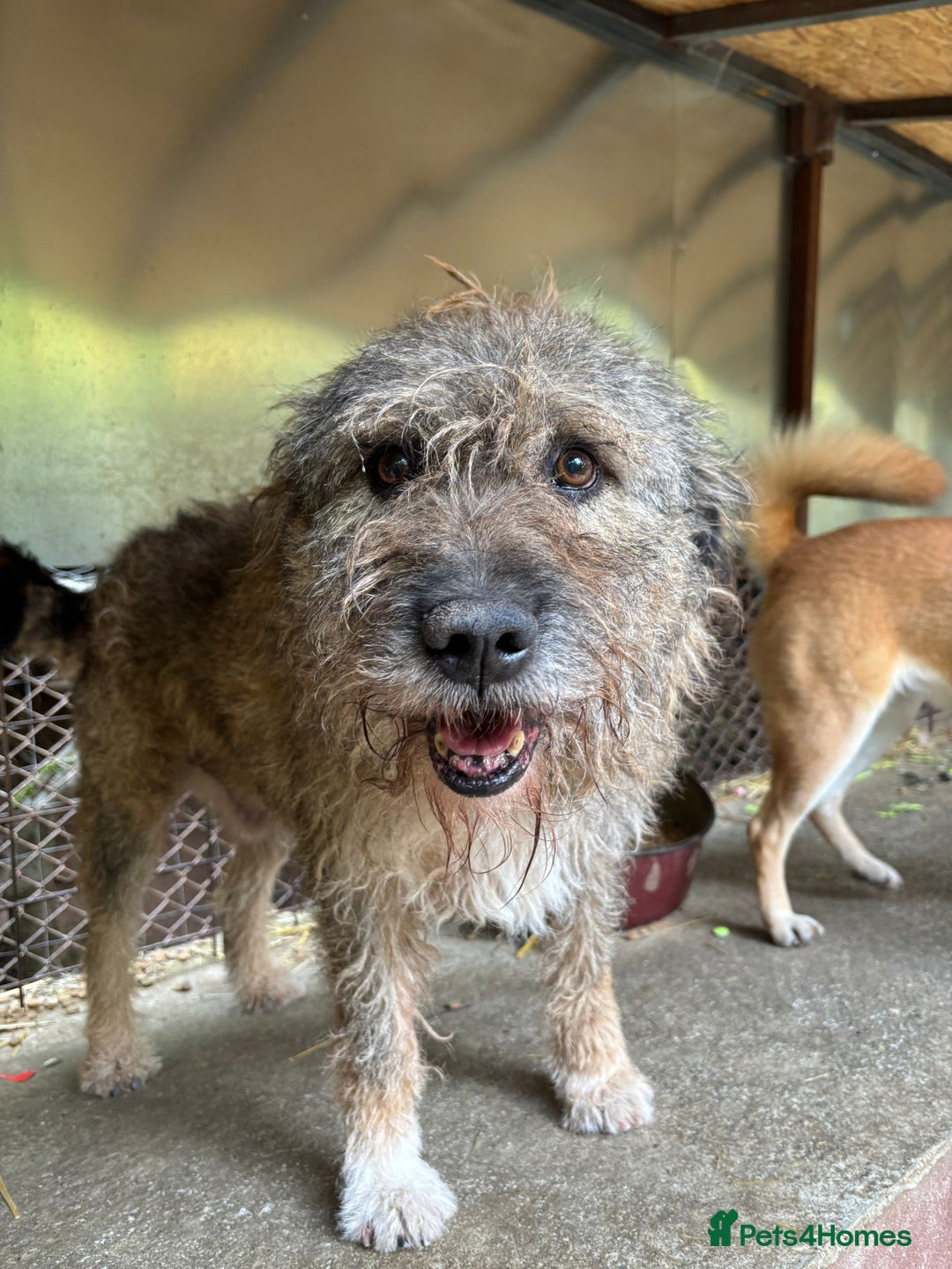 Mixed Breed dogs for adoption: 10 year old Fionn needs a retirement home  - Advert 5