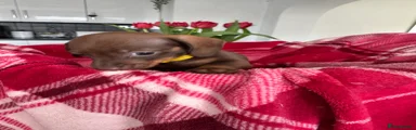 Miniature Dachshund Puppy 1