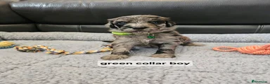 Goldendoodle 5