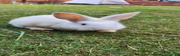 Mixed Breed rabbits for sale: Rabbits in Birmingham - Advert 10
