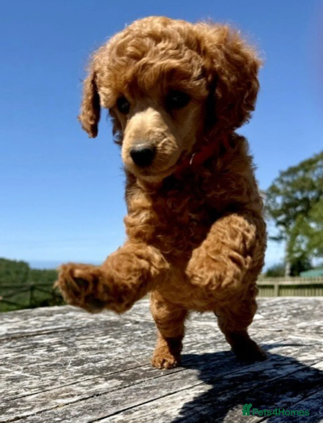 Miniature Poodle dogs for sale: Stunning Deep Red KC reg Miniature poodle stud dog - Advert 9
