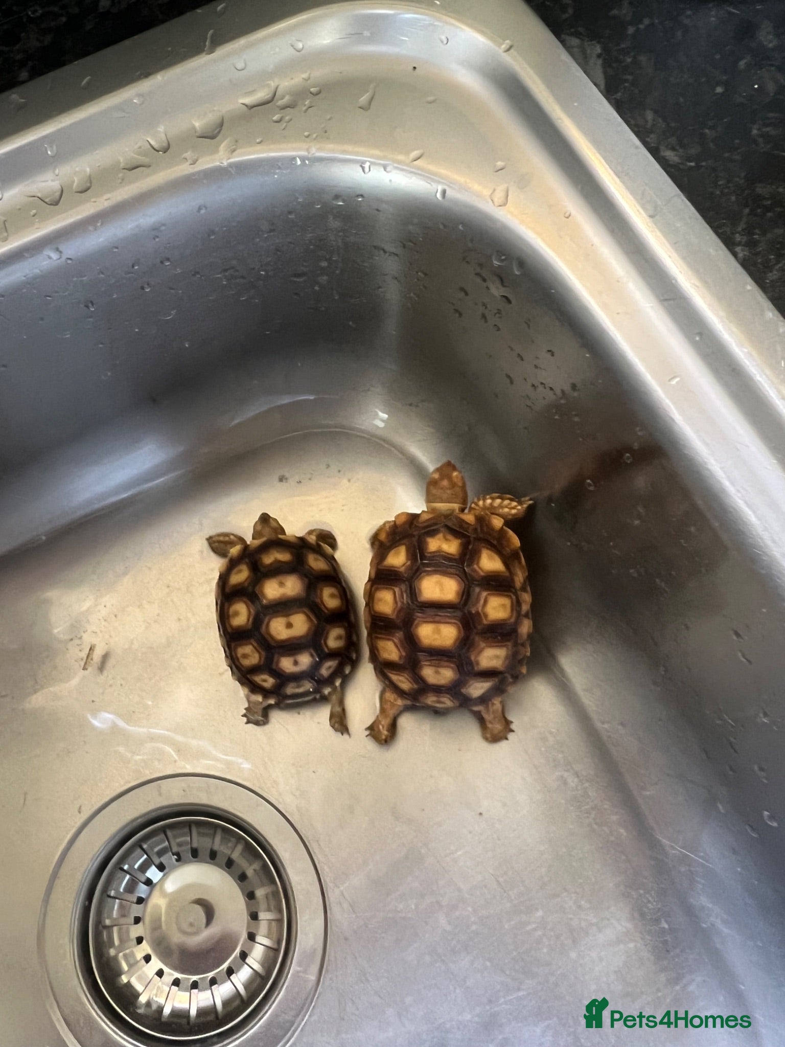 Tortoise reptiles Two Sulcata tortoises and table for sale  - Advert 2
