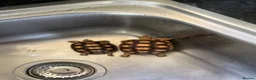 Tortoise reptiles for sale: Two Sulcata tortoises and table for sale  - Advert 1
