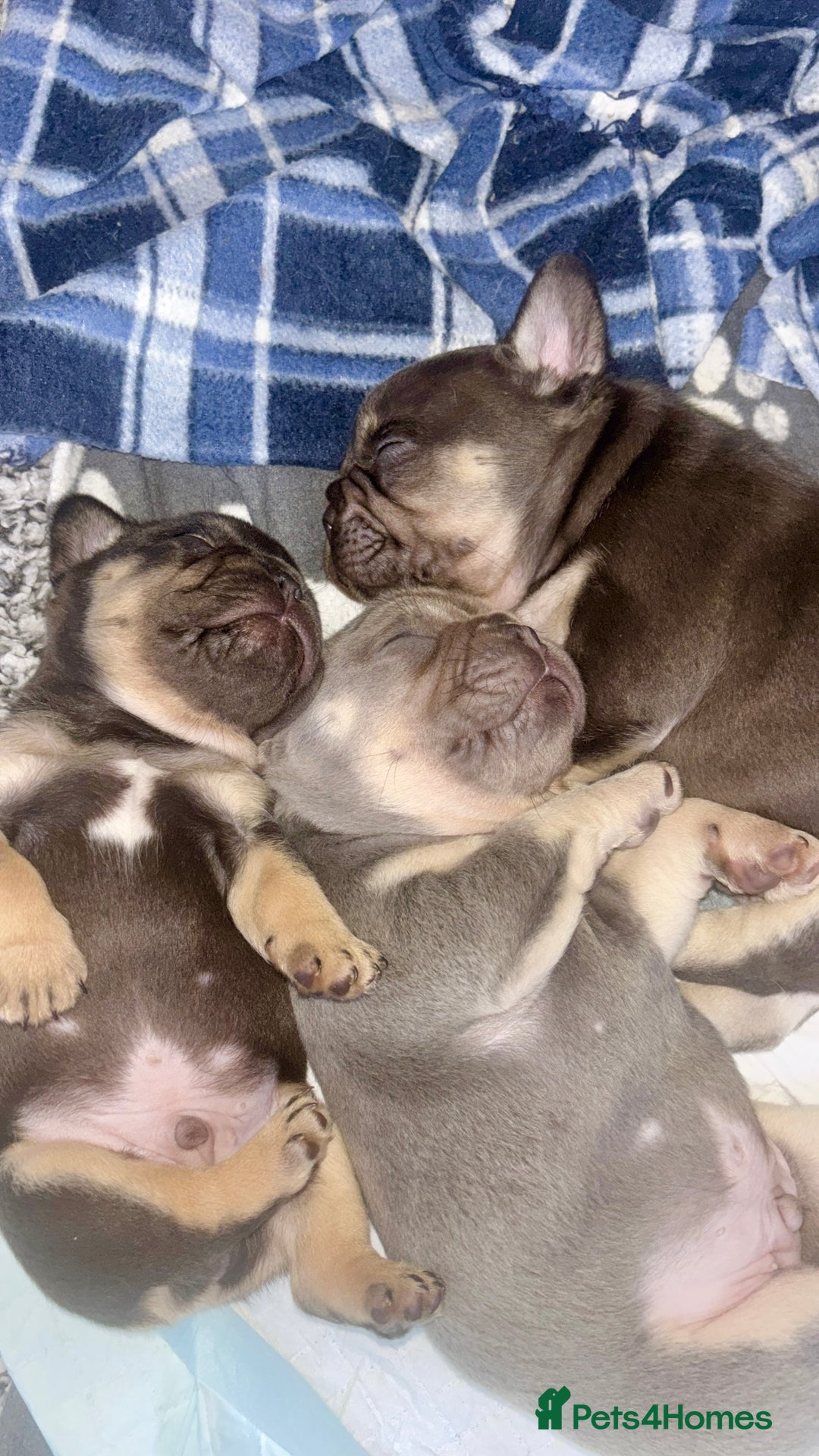 French Bulldog dogs for sale: 🤎🐻 Beautiful Quality Baby Dogs 🐻🤎 - Advert 6