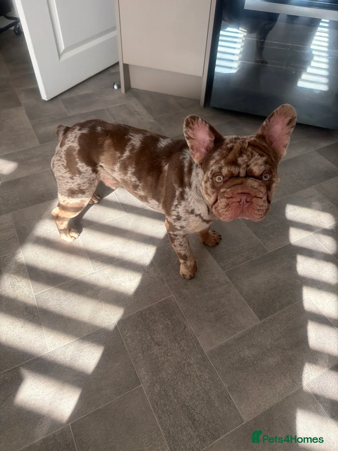 French Bulldog dogs for sale: 🐾 Beautiful 1-Year-Old Merle French Bulldog 🐾 - Advert 3