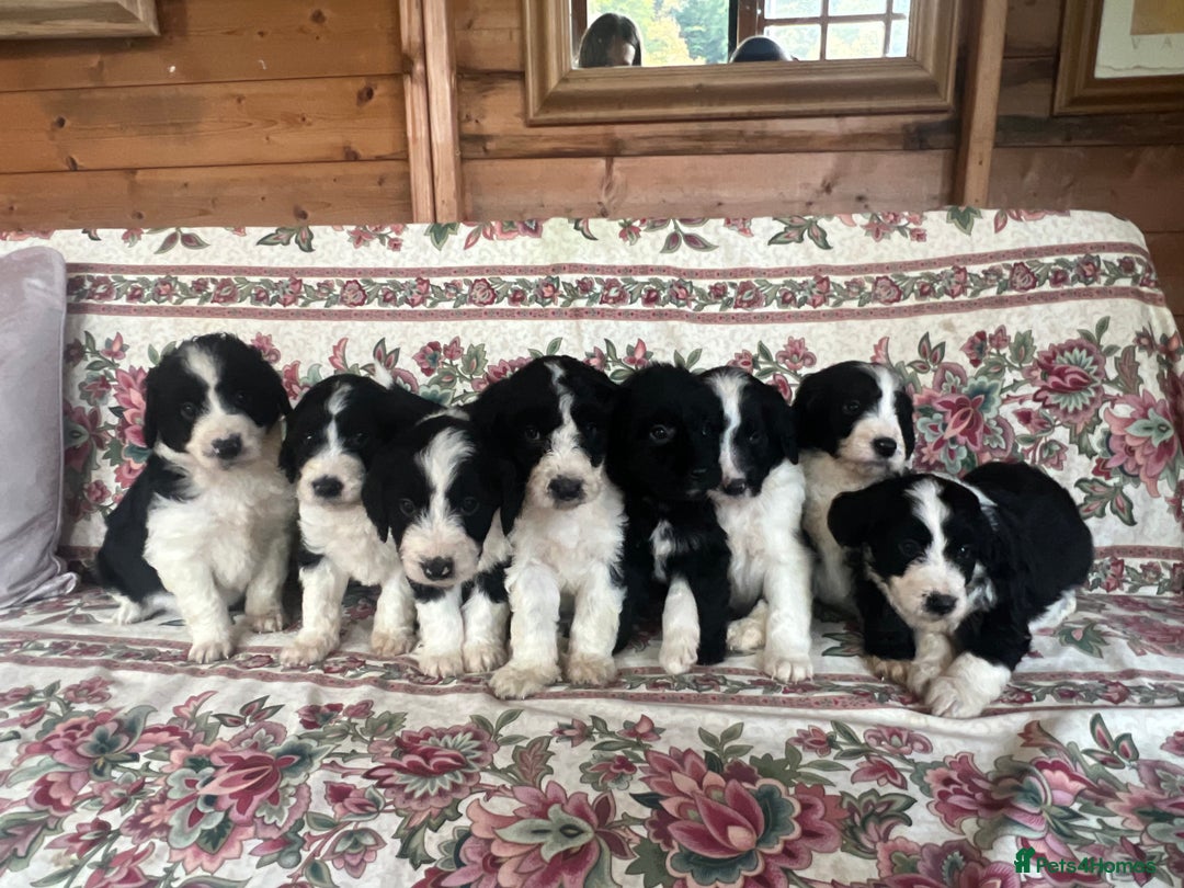Bordoodle dogs for sale: Adorable Bordoodle (collie-poo) pups for sale  - Image 1