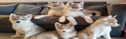 Siberian Husky dogs for stud: Proven Siberian Husky Stud - Advert 22
