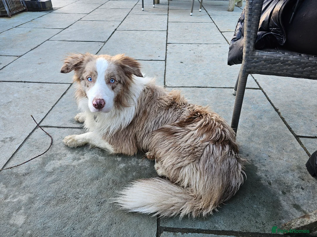 Border Collie dogs for stud: Red Merle Border Collie for STUD - Advert 4