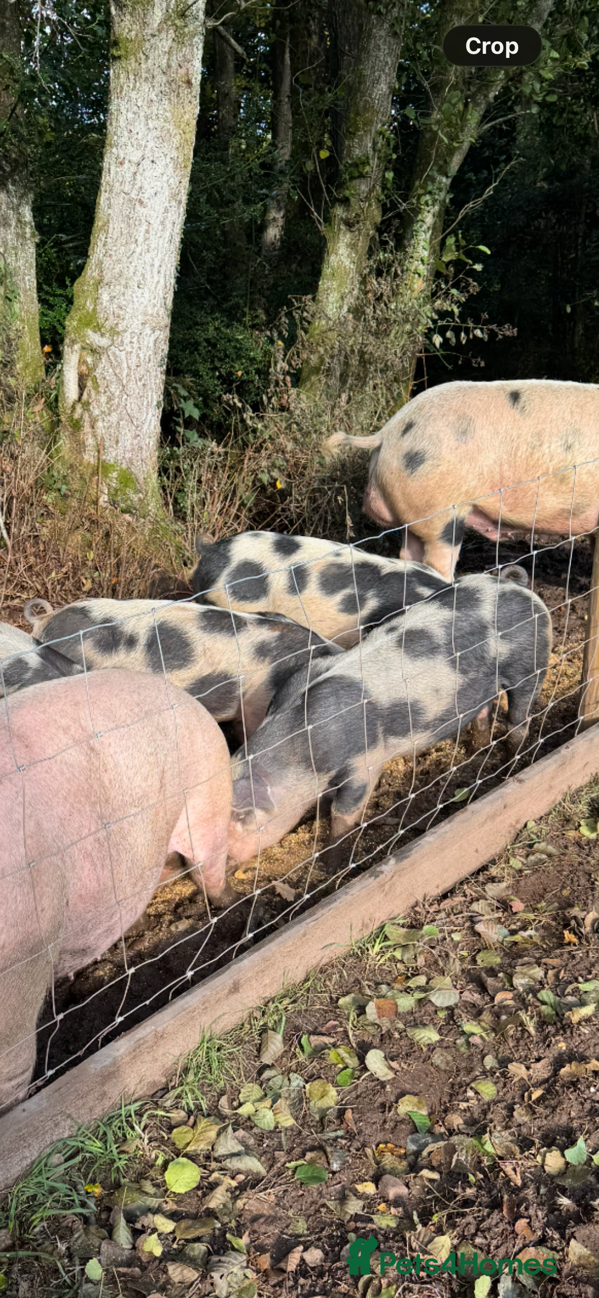 Pig livestock 4 pietrain sows  - Advert 4