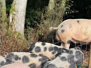 Pig livestock 4 pietrain sows - Advert 4