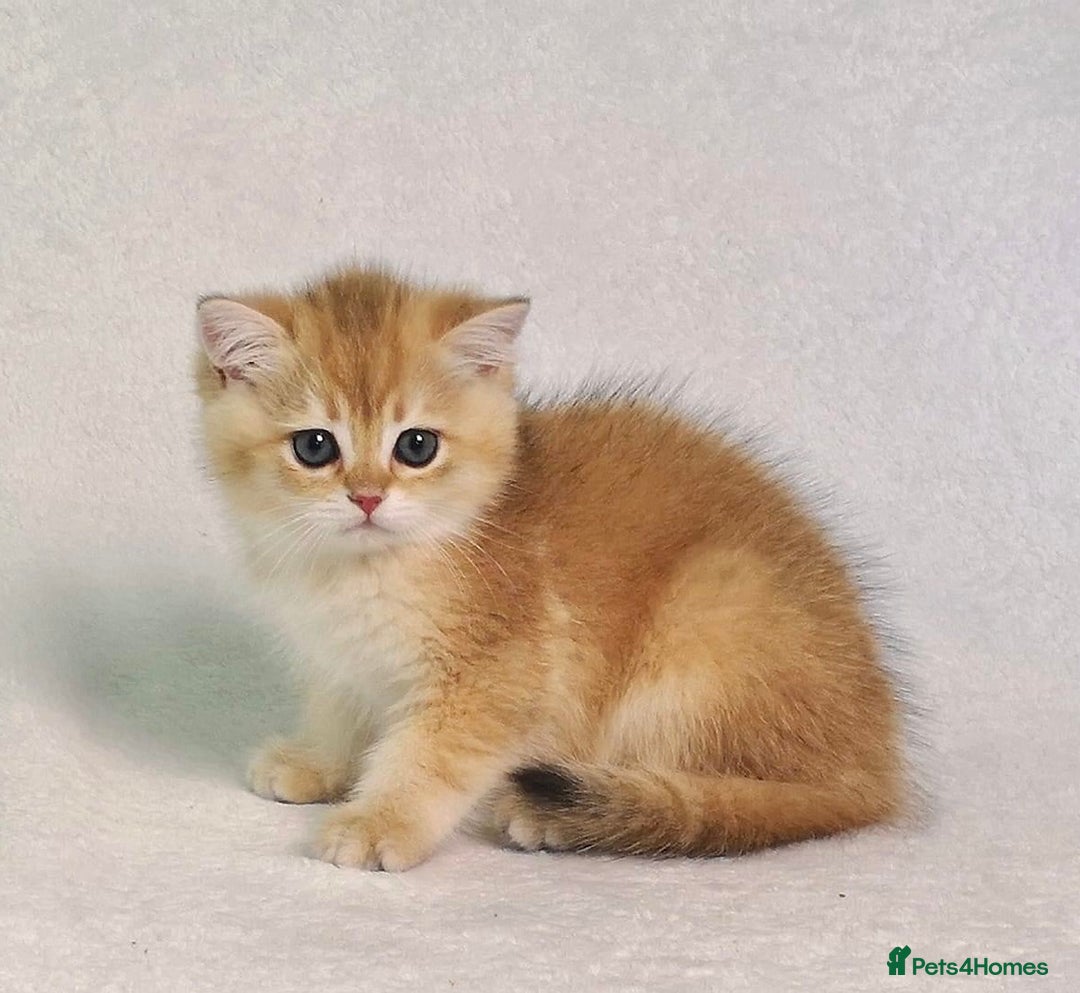 British Shorthair cats for sale: 🌟 Last two beautiful  Golden BSH girls 🌟 - Advert 18