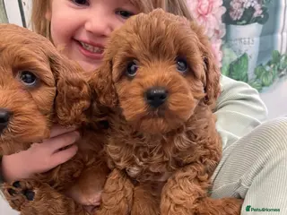 Cavapoo dogs Deep red f1 cavapoos. Full dna & health clear - Advert 5