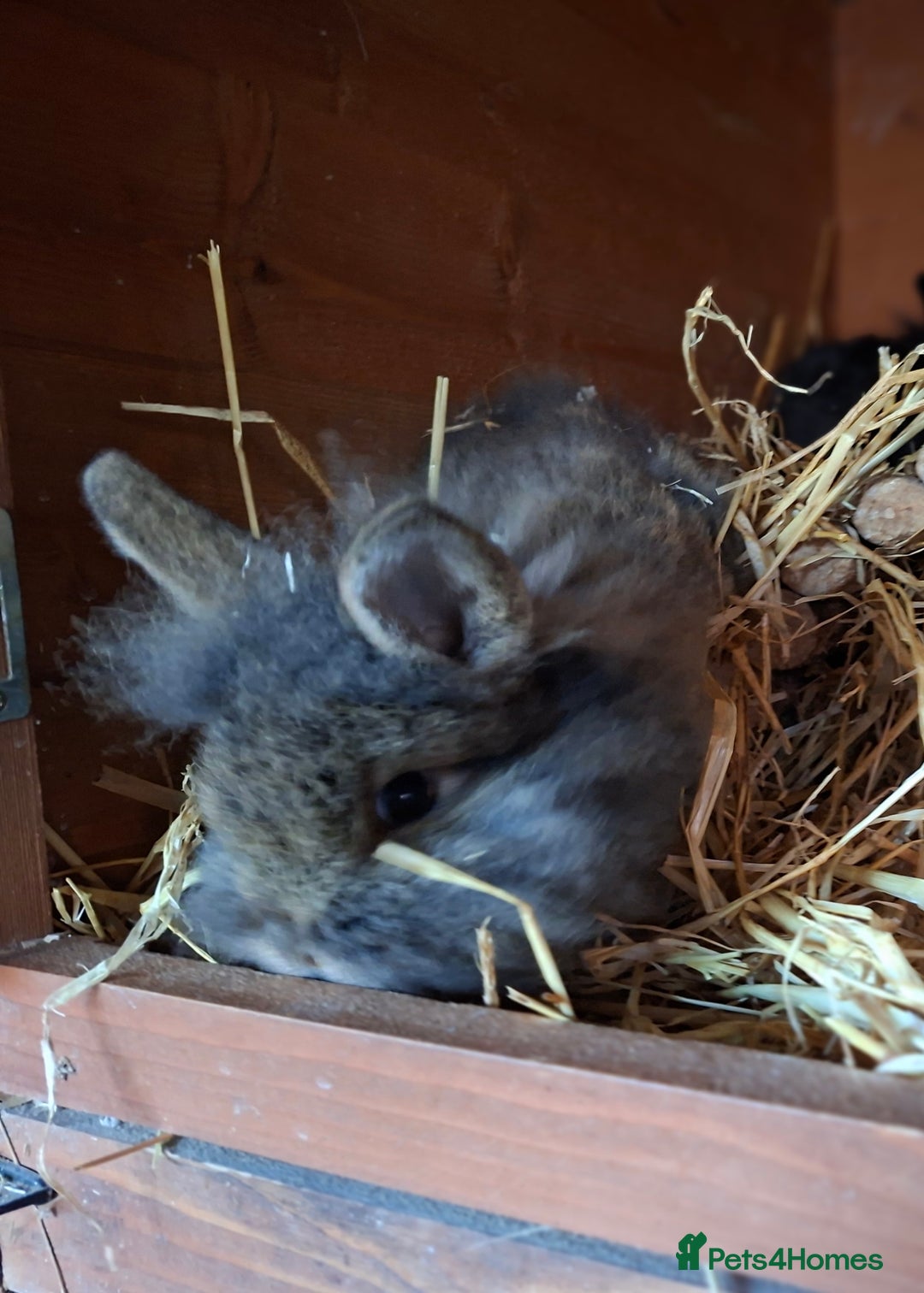 Mixed Breed rabbits for sale: Baby rabbits  - Advert 2