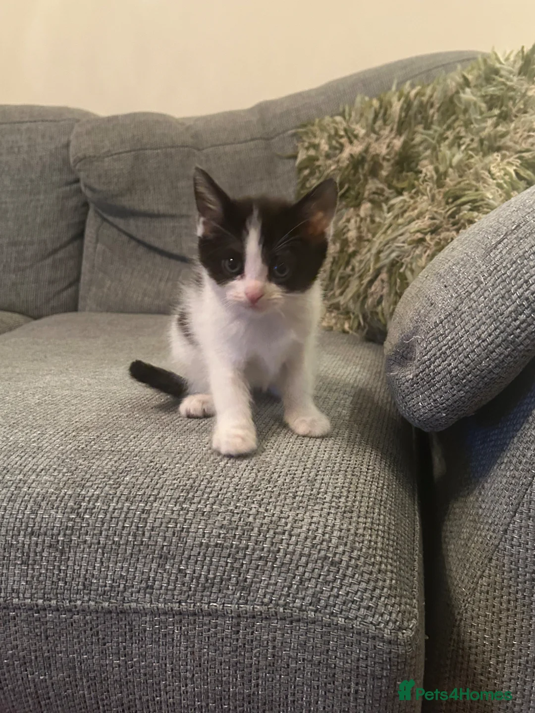 Mixed Breed cats for sale: Extreemely fluffy black and white - Advert 2