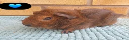 Guinea Pig rodents for sale: Beautiful guinea pigs - Advert 2