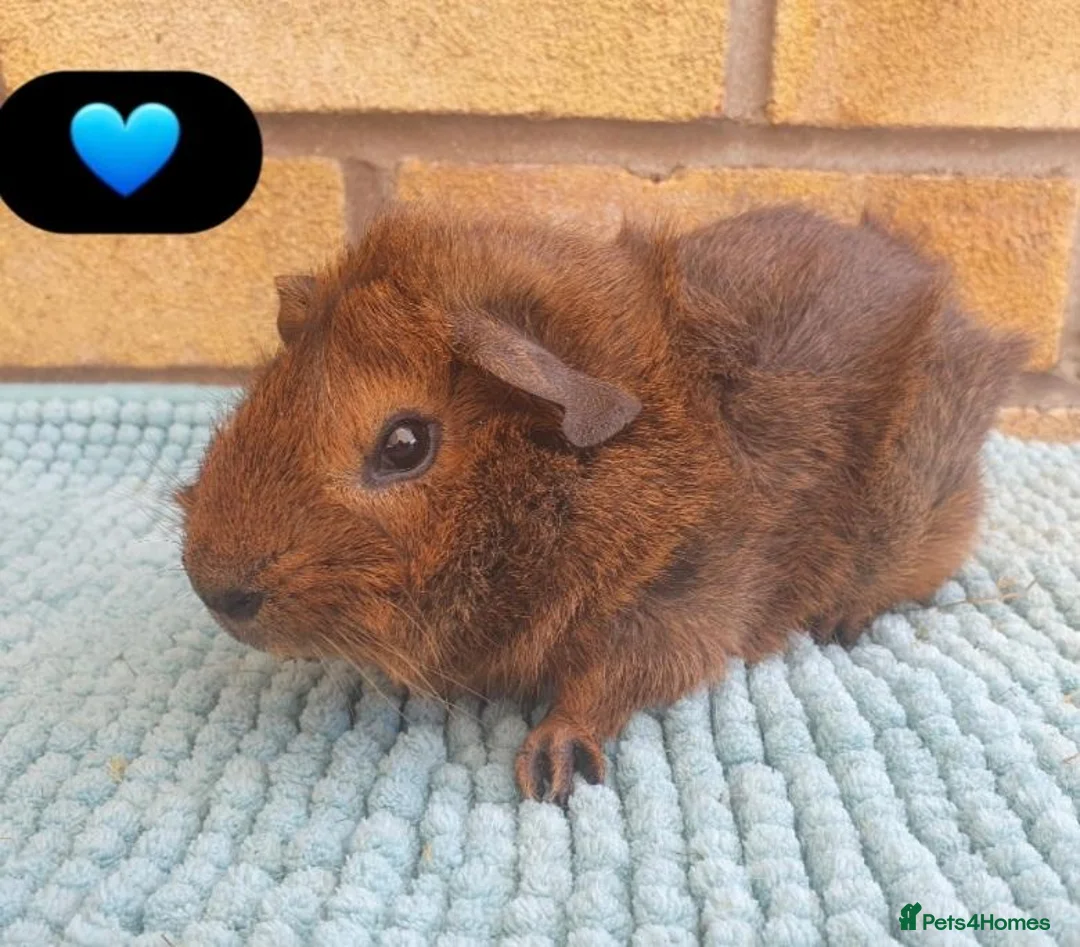 Guinea Pig rodents for sale: Beautiful guinea pigs - Advert 2