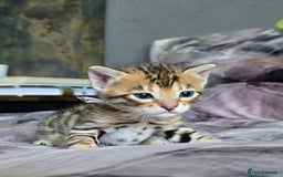 Bengal cats for sale: TICA Champion bengal kittens ready for reservation - Image 13