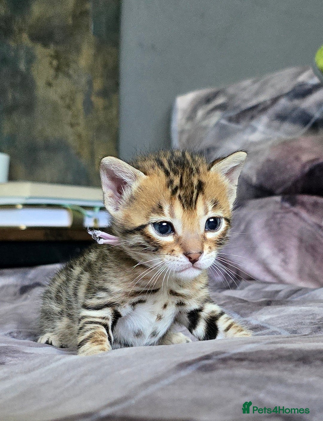 Bengal cats for sale: TICA Champion bengal kittens ready for reservation - Image 13
