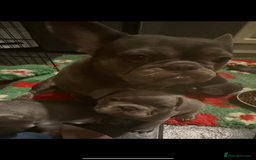 French Bulldog dogs for sale: Amazing Frenchies ready now.  - Image 5