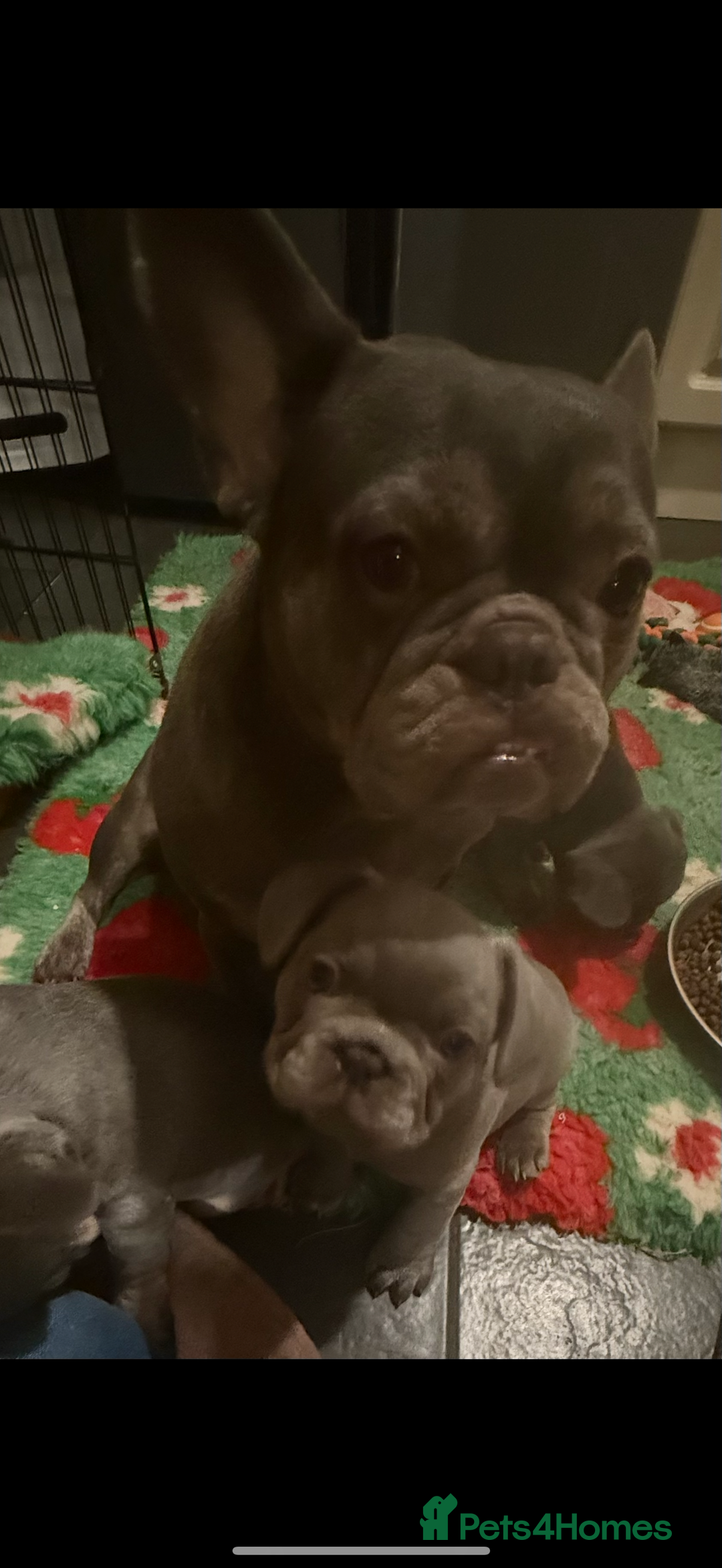 French Bulldog dogs for sale: Amazing Frenchies ready now.  - Image 5