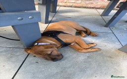 Mixed Breed dogs for sale: 6 month old female ridgeback mastiff cross. - Image 11