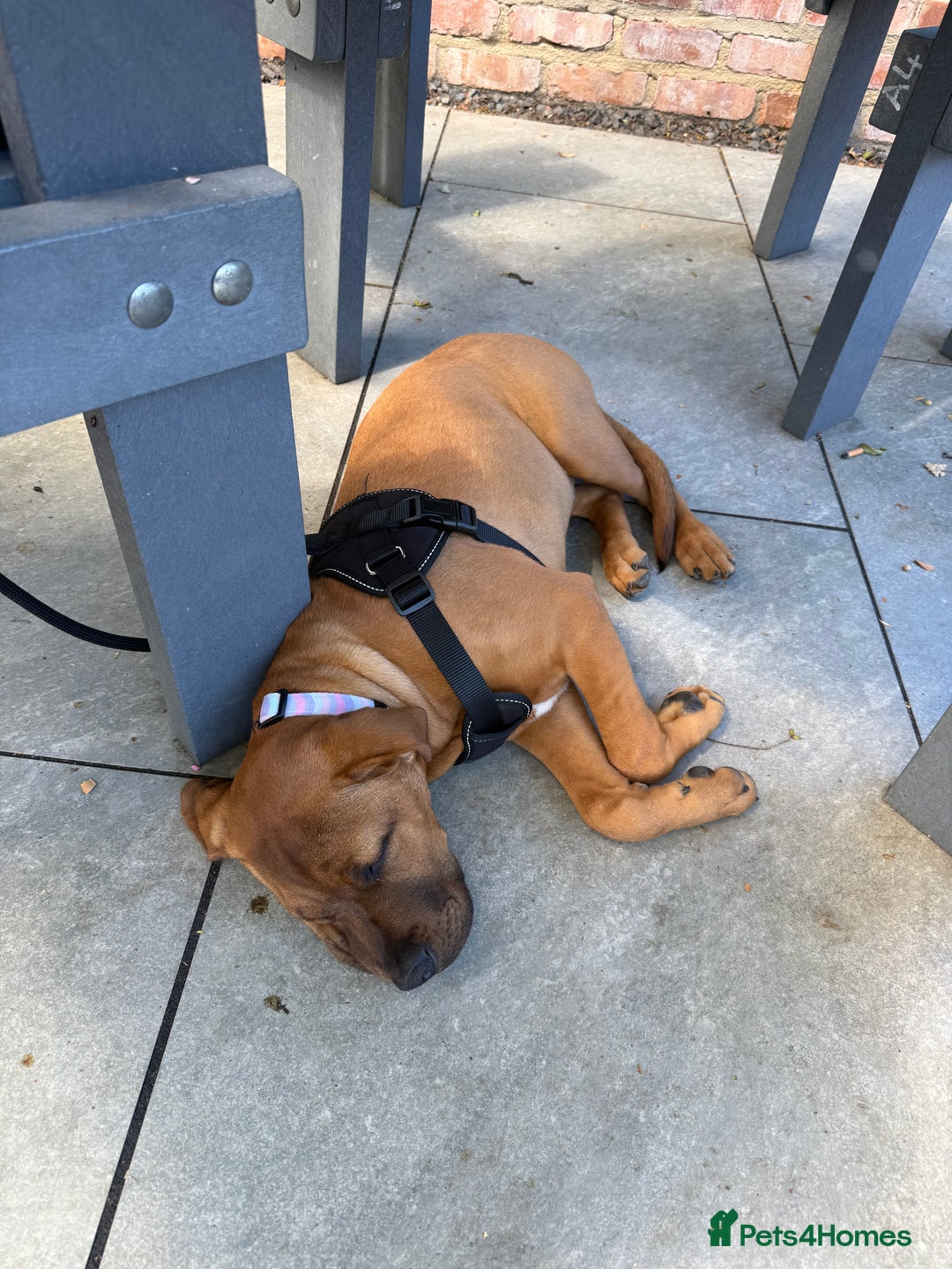 Mixed Breed dogs for sale: 6 month old female ridgeback mastiff cross. - Image 11