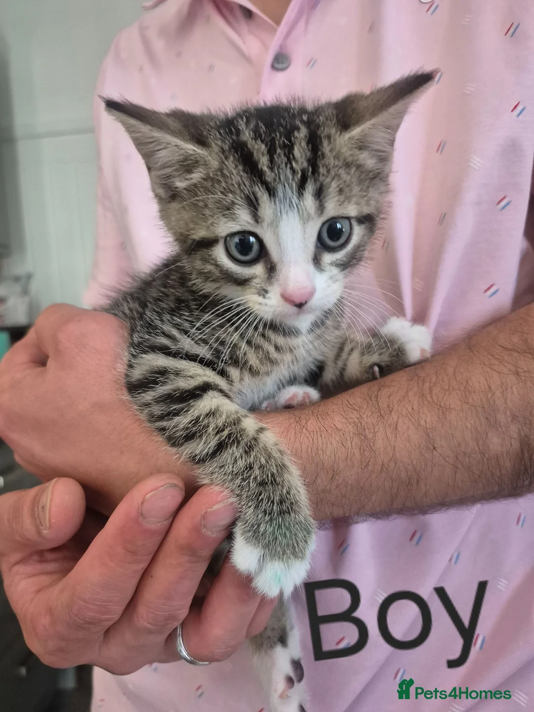 Mixed Breed cats for sale: Kittens in Boston - Advert 1