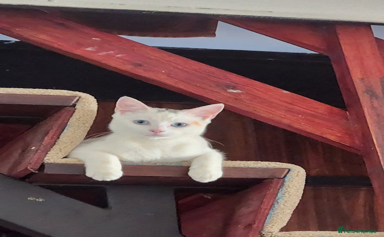 Turkish Angora cats - Advert 3