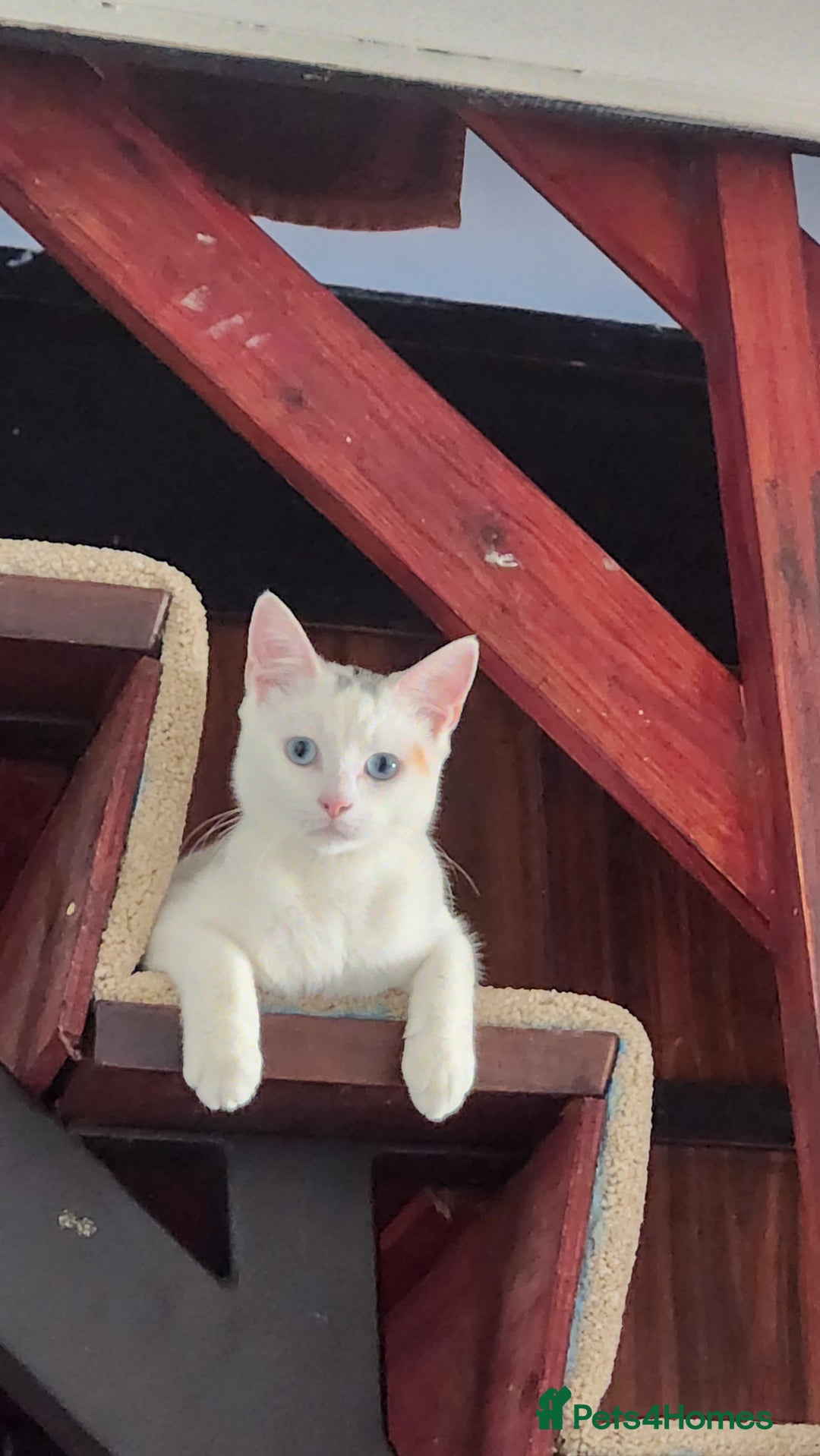 Turkish Angora cats for sale: Meet Gato looking for forever home. - Image 1