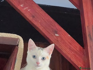 Turkish Angora cats - Advert 4